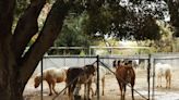 After more than 70 years, Griffith Park Pony Rides to close this month