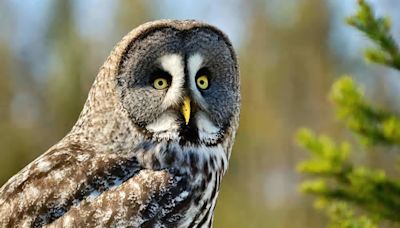 Listen to the Sound This Owl Makes: Adorably Unexpected!