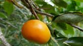 Mark Bailey: Persimmons: The other orange fruit