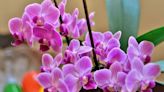 Genius kitchen hack will help your orchids to 'flower like crazy' in no time