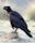 Thick-billed raven