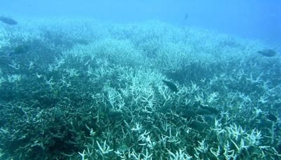 Il caldo record sta condannando i coralli al peggior sbiancamento di sempre
