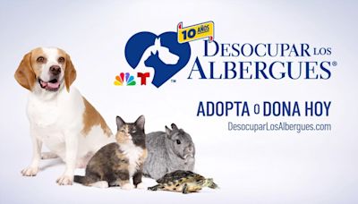 ‘Desocupar los Albergues’, la campaña de donación y adopción de mascotas, celebra diez años!