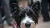 National Dog Show: How to watch