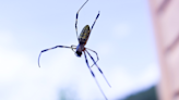 Flying Spiders Glide Into New Territories