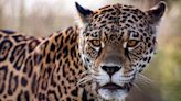 “Una locura”: el hallazgo que emocionó a los ambientalistas del Parque Nacional Iberá