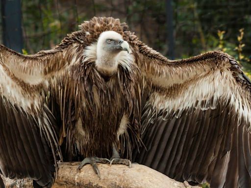 Decline population of vulture in India led to the 500,000 human deaths, costed nearly $70 billion, 5 lakh