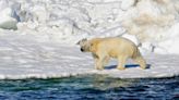 Rare Polar Bear Attack in Alaska Kills Mother and Son