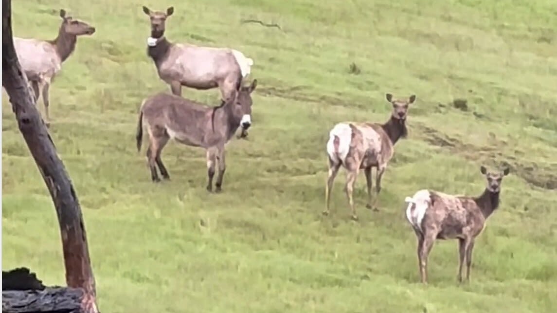 Lost Donkey Seen Living With Elk Herd 5 Years Later: 'Living His Best Life'