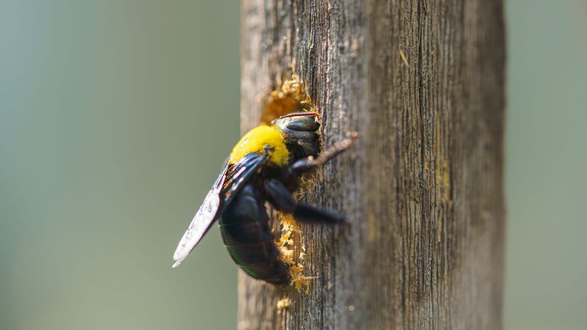 How to get rid of carpenter bees: 7 deterrents for your home or yard