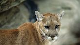 Games and Parks approves mountain lion hunting in Nebraska in 2025