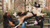11 award-winning photos of animal antics from this year's Comedy Pet Photography Awards