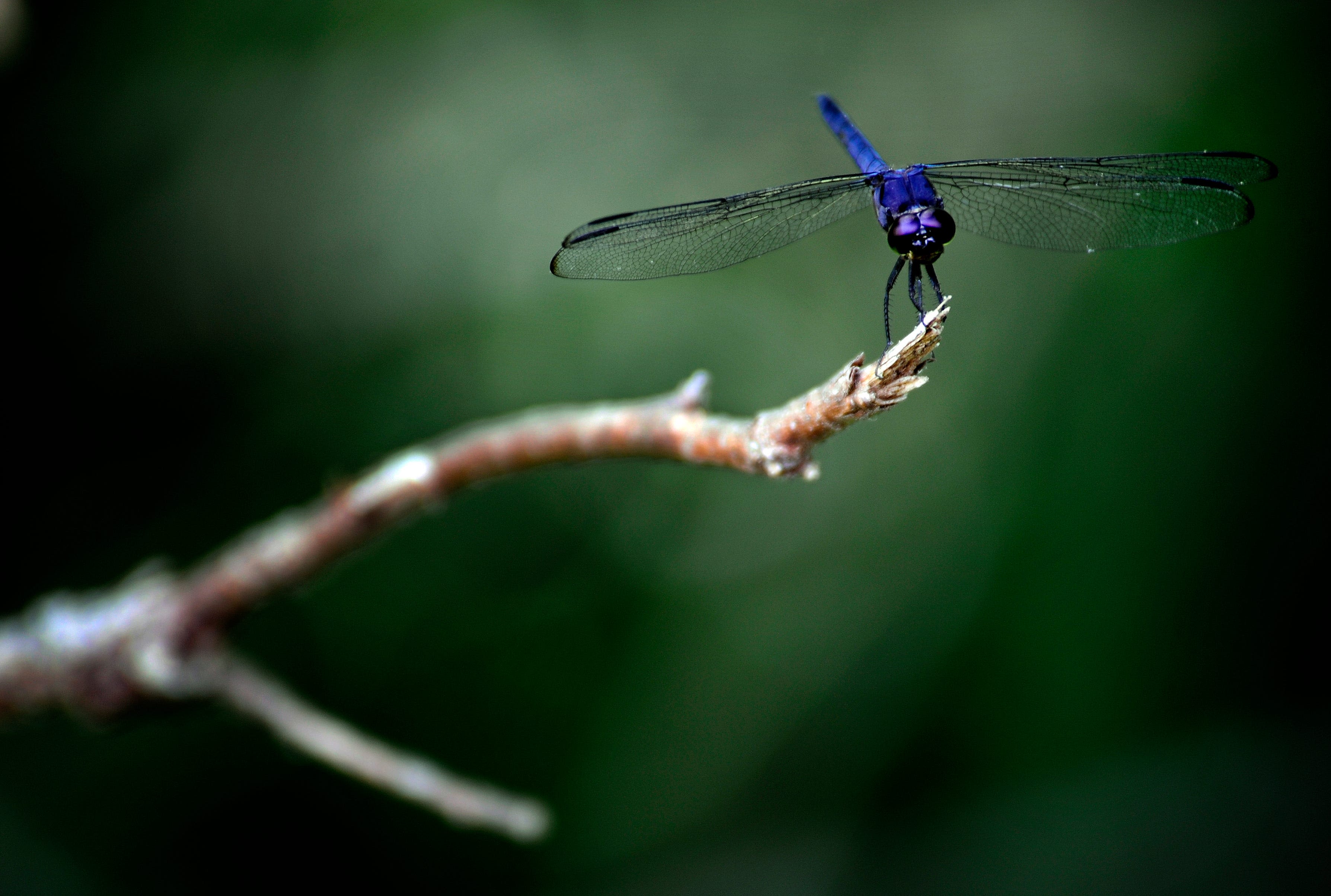 Georgia has 125 species of dragonflies, making state place to be for Dragonfly Day