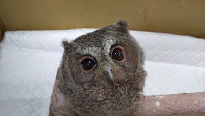 高雄壽山動物園救護領角鴞幼鳥 (圖)