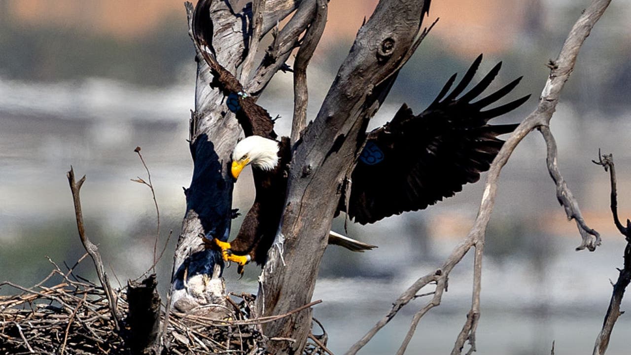 New Jersey plans to drop bald eagles from its endangered species list