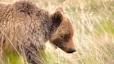Should the North Cascades Get Their Grizzlies Back? Now’s Your Chance to Weigh In.