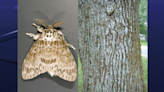 Auglaize, Logan counties set for Spongy Moth treatment