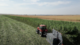 South Dakota No. 1 state in nation for hemp production