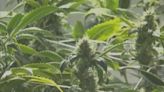 North Carolina Senate gives initial approval to legalizing medical marijuana