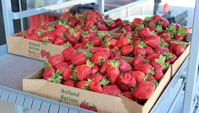 Arkansas strawberry harvest in full swing thanks to mild spring temperatures | Arkansas Democrat Gazette