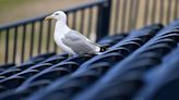 Bird experts criticise campaign claiming seagull poo pollutes water