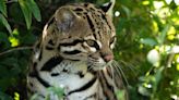 Tres hembras de ocelote llegaron desde Brasil a Corrientes