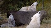 "The Funniest Wolf Howls Are Lazy Ones" Hilarious Clip Shows Sleepy Wolves Answering The Call