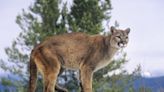 Mountain lion sighting in San Jose, some residents advised to say inside