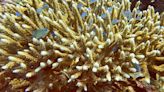 Coral bleachings devastate Bali reefs as sea temperatures rise