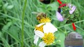 減輕農藥對蜜蜂風險 藥毒所導入國際試驗技術評估