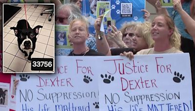 100 animal advocates rally ahead of hearing for Pinellas man accused of killing dog her adopted days prior