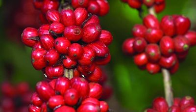 Produção de café e sua importância para a economia capixaba