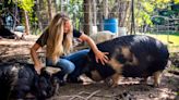 Bloomington's Mkono Farm produces pasture-raised pigs in a humane way