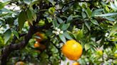 Combate el insomnio y el estrés con esta infusión de hojas de naranjo, que también es útil para promover la digestión y eliminar los gases