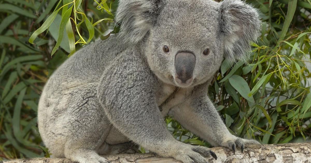 2 male koalas arrive at Louisville Zoo from San Diego