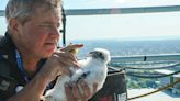 SEE IT: Born 693 feet atop a bridge, fluffy baby falcons are NYC’s newest residents
