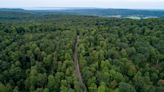 As climate change alters Michigan forests, some work to see if and how the woods can adapt