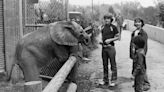 First African elephant born in the Western Hemisphere was Knoxville's Little Diamond