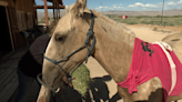 Nevada horse ranchers seek suspect in mustang shooting