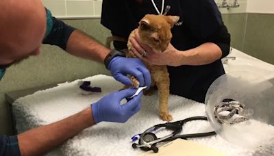 Study shows wildfires put cats at risk of deadly blood clots