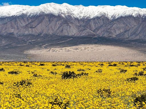 Flowers In The Desert: Death Valley’s Beautiful Bloom