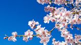 【賞花之旅】司馬庫斯櫻花季，管制時間、通行證申請一次看！