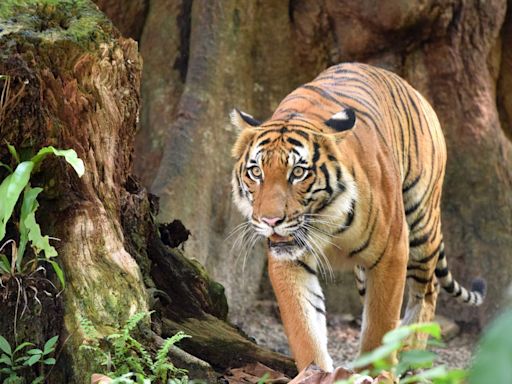 Crucial to ensure Malayan Tiger continues to roar in the wild