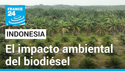 En Foco - En Indonesia, la industria del biodiésel contribuye a la deforestación