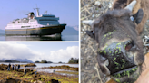 AROUND ALASKA: Out of Service, 'Our Way of Life,' and Birthday Bison!