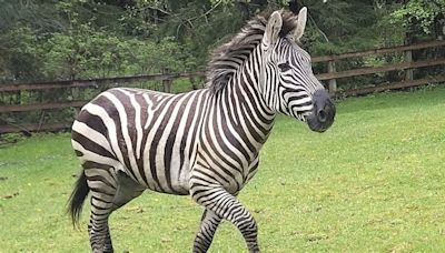 Zebra remains on the loose in Washington state as officials close trailheads to keep people away