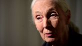 Jane Goodall calls for end to factory farming amid ‘extreme’ animal cruelty