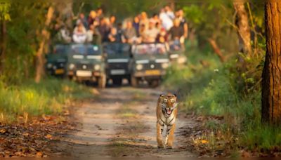 Best places to see tigers in Uttar Pradesh