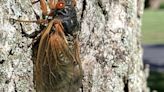 Are cicadas locusts? What's the difference and will they be in Florida?