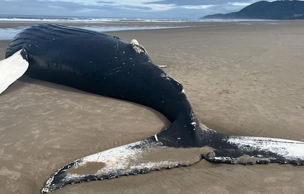 Dead humpback whale washes up on Oregon Coast